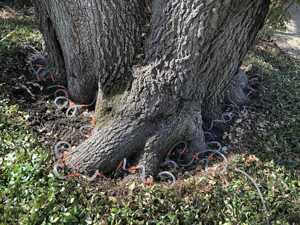 Detailed Tree Cabling and Bracing job site in South Williamson