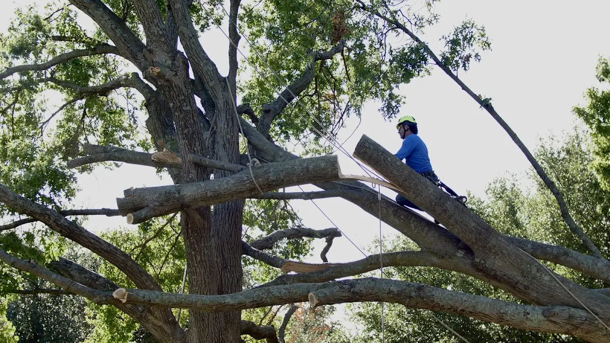 Professional Crown Thinning performed by certified arborists in South Williamson